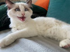 -猫十亿·布偶金渐层·曼基康矮脚猫舍(青年路店)