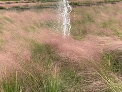 -王借岗森林公园