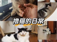 -楼上猫咖(罗湖店)