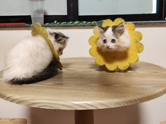 -楼上猫咖(罗湖店)