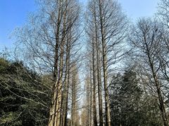 -上海滨江森林公园