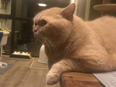 -东方名猫馆·英短金渐层布偶猫舍(环线广场1号楼店)