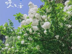 -西湖游船