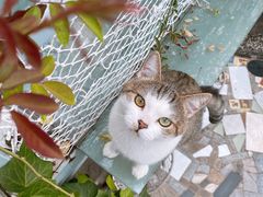 -喵屿·大理花园猫咖