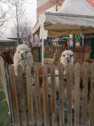 -萌宠亲子动物乐园(槐房万达店)