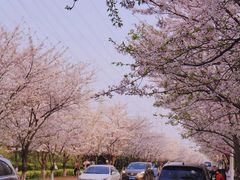 -高东镇樱花园