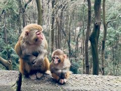 -黔灵山公园