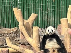 -沈阳森林动物园