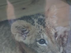 -栾川竹海野生动物园