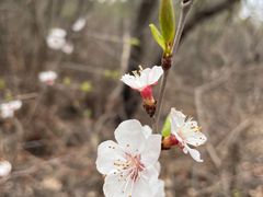 -北京西山国家森林公园