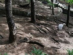-燕塞湖鸟语林景区