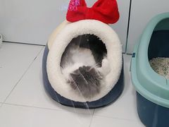 -1013 PET SHOP精品宠物商店(丁香店)
