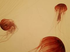 -沈阳海洋探索中心