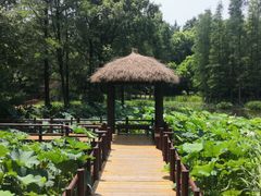-上海滨江森林公园
