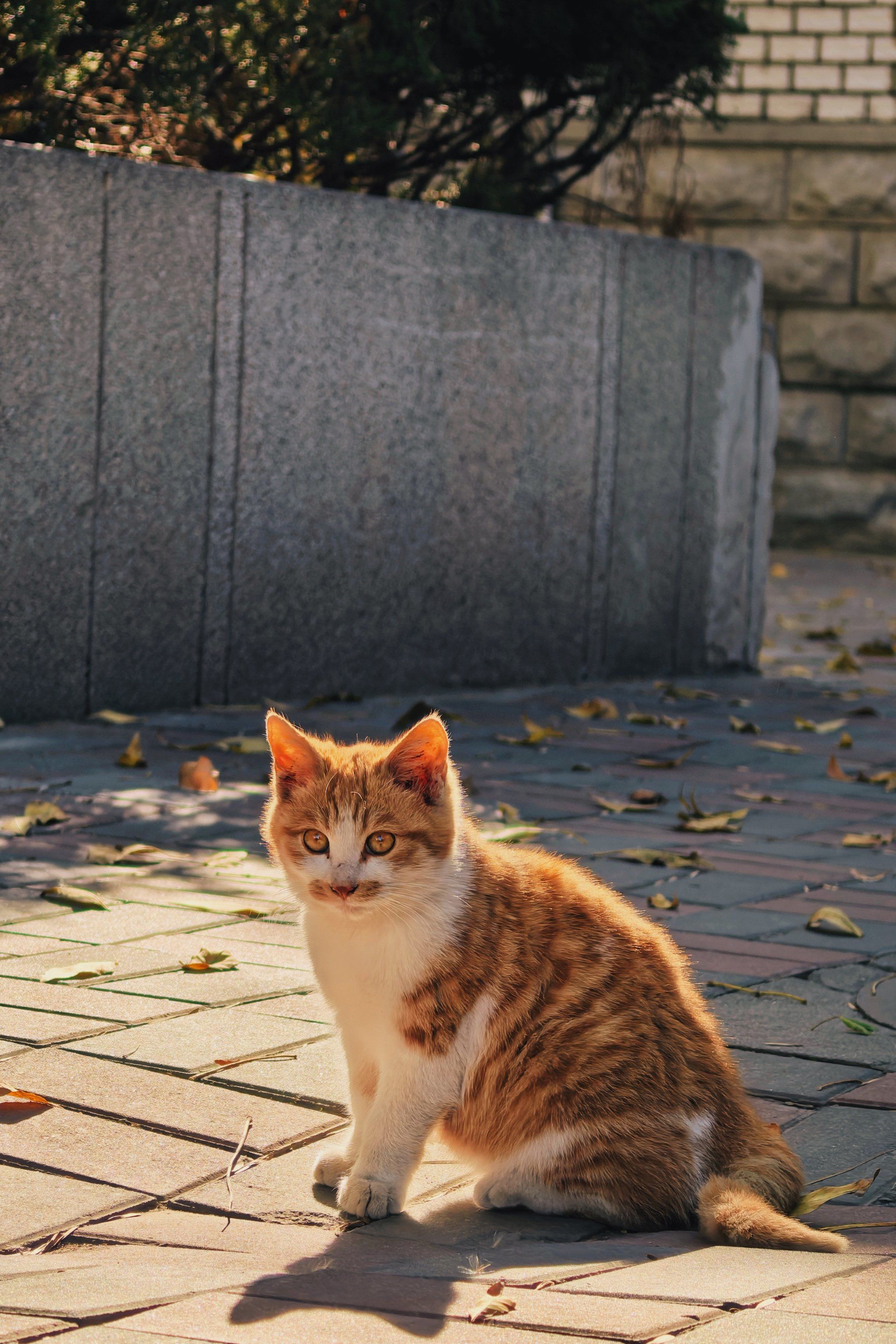 橘猫悠闲午后