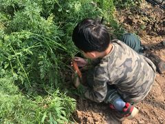 -田趣农庄草莓采摘园