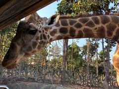 -清迈夜间动物园