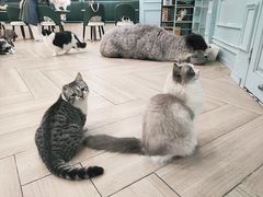 -安格丽娜·狗咖·猫咖羊驼咖(春熙路百盛商场店)