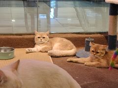 -大型宠物商超·宠海王国·宠物猫狗活体·用品·美容(新世界百货重庆店)