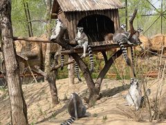 -北京野生动物园