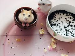 -中环花鸟鱼虫市场