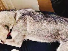 -Husky Go! 哈士奇体验馆·宠物咖啡厅狗咖