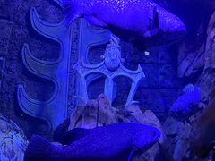 -哈尔滨波塞冬海底世界