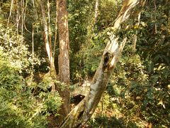 -西双版纳原始森林公园