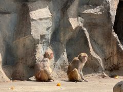 -青藏高原野生动物园