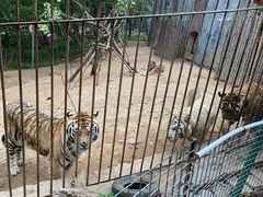 -青岛森林野生动物世界