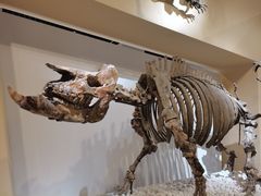 -国家自然博物馆