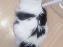 -MOYOYO猫咪咖啡店