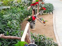 -南宫五洲植物乐园