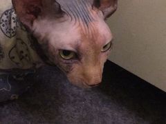 -猫色咖啡·猫咖