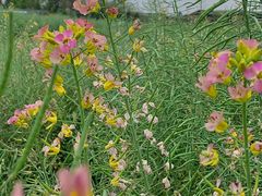 -中国天府农业博览园