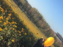 -莲花山花海