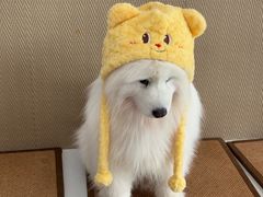 -星多哈·狗咖·拼豆·咖啡