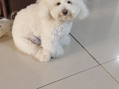 -瑞派福兴宠物医院犬猫全科·骨科·中西医结合(河东店)