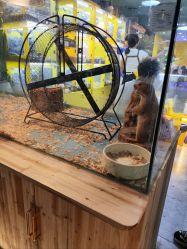 -神奇动物撸宠馆·羊驼·小浣熊·异宠(豫园店)