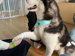 -Husky Go! 哈士奇体验馆·宠物咖啡厅狗咖