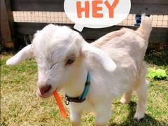 -前小桔亲子创意农场·草莓采摘·露营烧烤