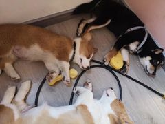 -浣熊柯尔鸭土拨鼠·电玩咖