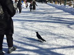 -北海道厅旧本厅舍(旧本庁舎)