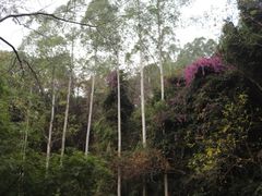 -三门江国家森林公园