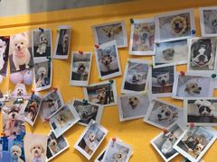 -PETKIT 小佩宠物·低压洗护·美容·寄养(安远店)