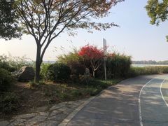 -贡湖湾湿地公园