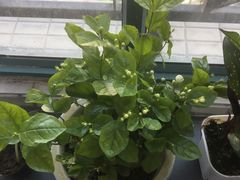 -双季花艺园艺市场(浦东店)