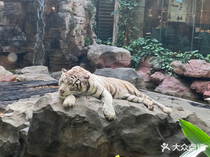 白虎自助餐厅·真老虎·景观自助餐厅(广州长隆酒店)与白虎共餐图片