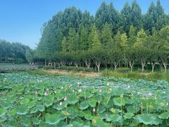 -北龙湖湿地公园