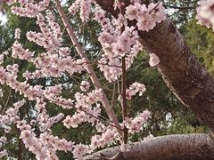 -桃花堤公园